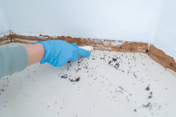 Best Termite Inspection and Treatment  in Hidden Hills, CA